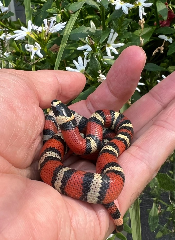 Honduran Milk Snake